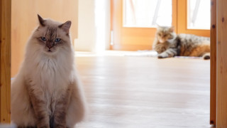 Two cats wooden doors floor - the floor in a room free wallpaper