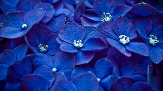 Blue flowers bouquet macro bug 2 - a bouquet free wallpaper