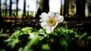 White flower forest bokeh shallow - shallow free wallpaper for desktop