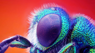 Colorful insect closeup glowing digital - a black nose free wallpaper