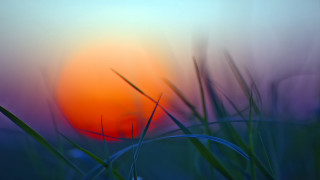 Blurry sunset grass microscopic plant - grass free wallpaper