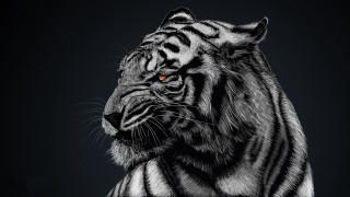 Tiger orange eyes black white - a tiger free wallpaper