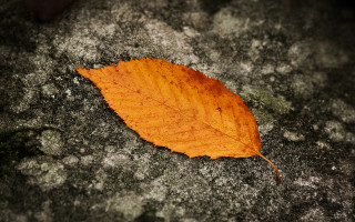 Leaf rock moss lichen autumn - a single leaf free wallpaper