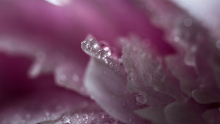 Flower water droplets macro art 2 - a few drop of water free wallpaper