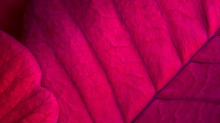 Pink couch cushion pattern red - the back free wallpaper