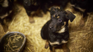 Dog hay shoes neoexpressionism elkevogelsang - canon 5 0 mm free wallpaper