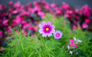 Pink white flower field bokeh 2 - a yellow center in the center free wallpaper