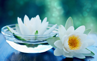 Bowl water flower tabletop blurry - a table top free wallpaper