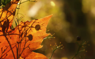 Leaf sunlight autumn blurry background - a blurry background free wallpaper
