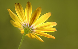 Yellow flower green background macro 3 - a yellow flower free wallpaper