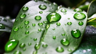 Leaf water drops bokeh green - a close up of a leaf free wallpaper