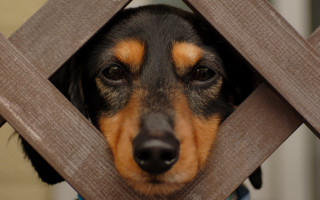 Dog peeking fence elke vogelsang - rule free wallpaper