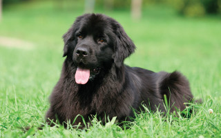 Black dog grass outdoors jungle - a black dog free wallpaper