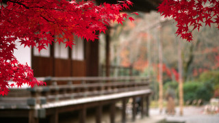 Red tree autumn leaves bridge - eishōsai chōki free wallpaper