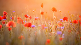 Red purple flower field sunset - impressionist free wallpaper