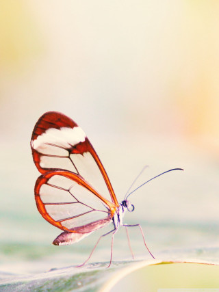 Butterfly white red leaf water - a leaf free wallpaper