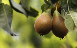 Pears hanging tree leaves blurry - photorealistic imagery free wallpaper for desktop