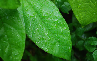 Green leaf water droplets macro 21 - a green leaf free wallpaper