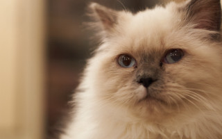 White cat blue eyes blurry 9 - a white cat free wallpaper