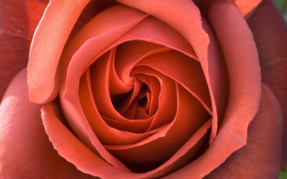 Pink rose macro christopher williams - a pink rose free wallpaper