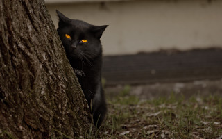 Black cat glowing eyes hiding - eye free wallpaper