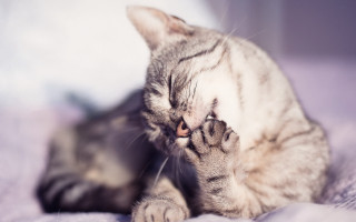 Cat playing paw bed sunlight - a paw free wallpaper