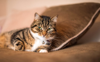 Cat couch pillow serious blue - serious free wallpaper