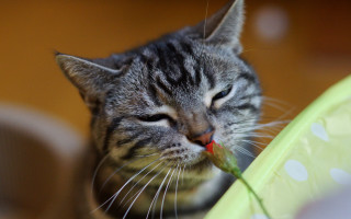 Cat eating green bowl blurry - a piece free wallpaper