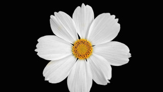 White flower yellow center black - a yellow center free wallpaper