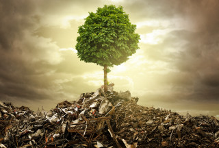 Tree growing rubble field cloudy - environmental art free wallpaper for desktop
