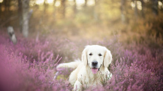 Dog purple flower field wisteria - tongue free wallpaper