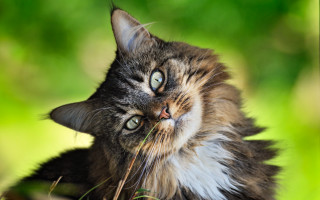 Cat widely eyed blurry background - its eye wide open free wallpaper