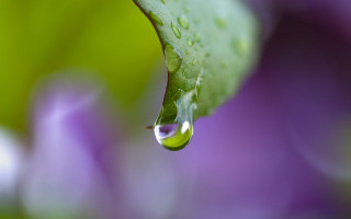 Water drop green leaf purple - anthony s waters free wallpaper