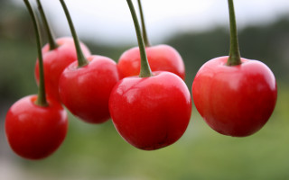 Cherry hanging branch garden blurry - boetius adamsz bolswert free wallpaper