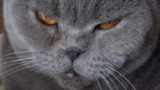 Cat yellow eyes serious angry - a close up of a cat free wallpaper