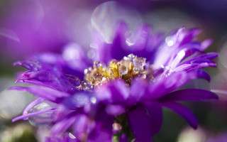Purple flower water droplets bee - a purple flower free wallpaper