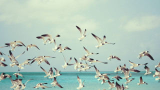 Seagulls ocean sunny day clouds - a blue sky and some clouds free wallpaper