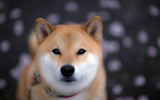 Dog smile shiba inu bokeh - a close up of a dog free wallpaper