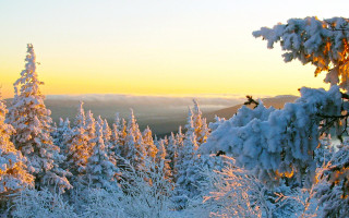 Snow forest sunset skier winter - ski free wallpaper