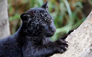 Black leopard cub curious sitting - a curious look free wallpaper