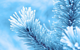 Pine snow needles blue sky - a blue sky background free wallpaper