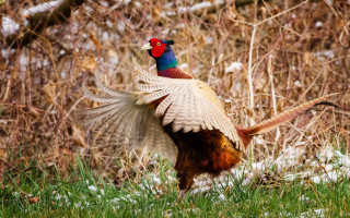 Bird red head tail spread - its wing free wallpaper