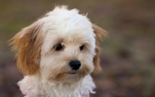 Small white dog pink shirt - a pink shirt free wallpaper