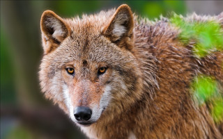 Wolf green tail camera blurry - a wolf free wallpaper
