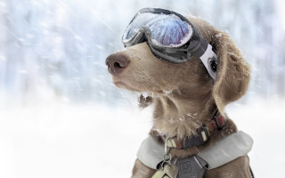 Dog goggles snow jacket snowfall - snow free wallpaper