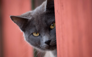 Cat peeking fence yellow eyed - a stock photo free wallpaper