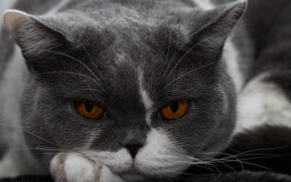 Gray white cat orange eyes - cat free wallpaper