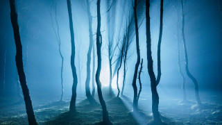 Foggy forest trail moonlight mountains - a path free wallpaper