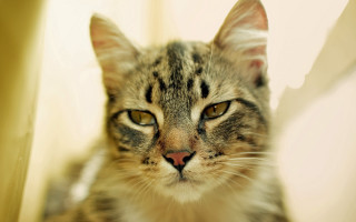 Cat chair closeup shallowdepth animalfocus - carlos catasse free wallpaper for desktop