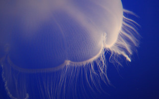 Jellyfish closeup bioluminescence blue reflection - bioluminescence free wallpaper